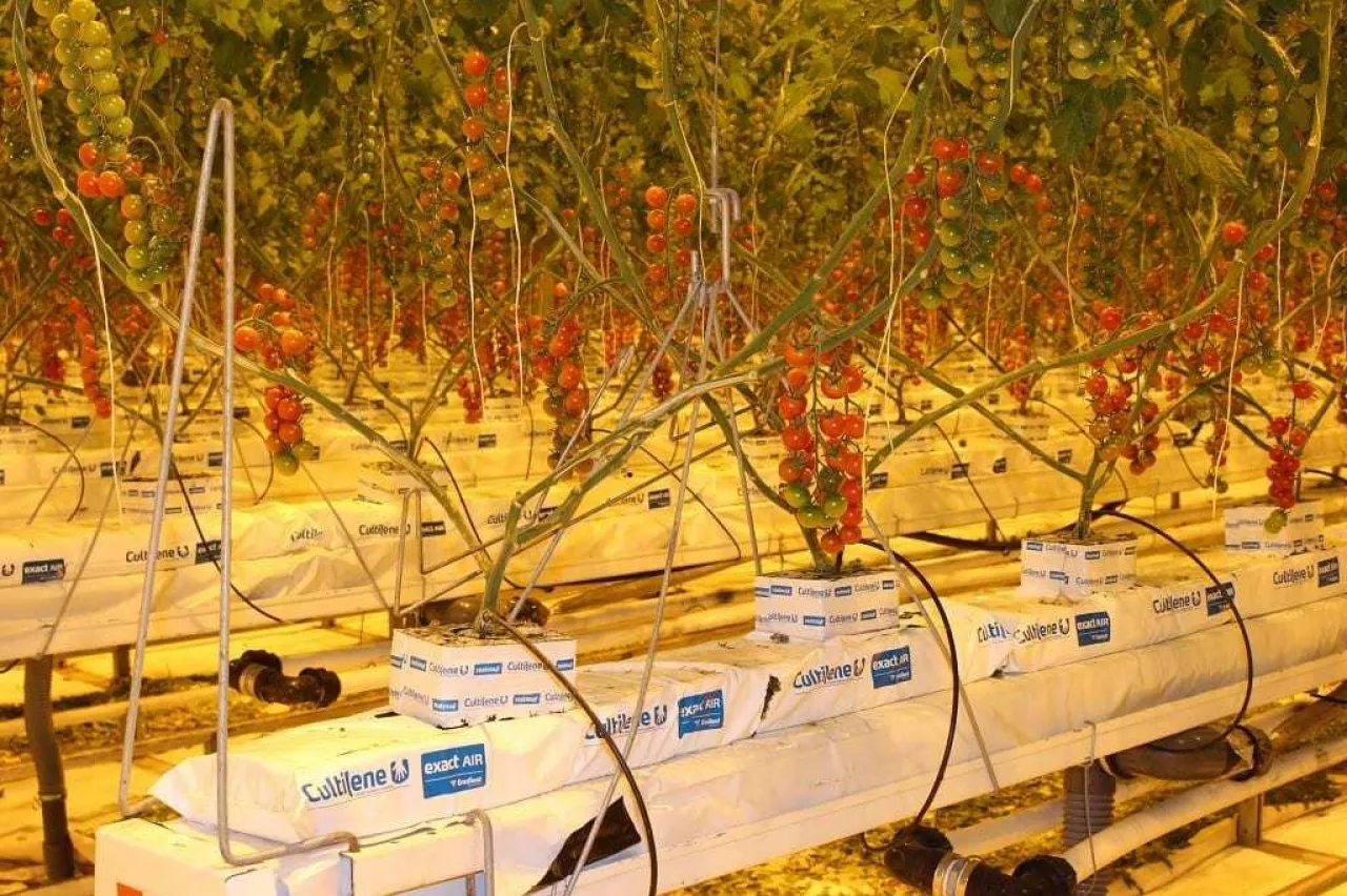 Uprawa pomidorów w szklarni