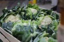 Skrzynka z kalafiorami