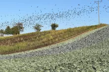 Ptaki w uprawie warzyw