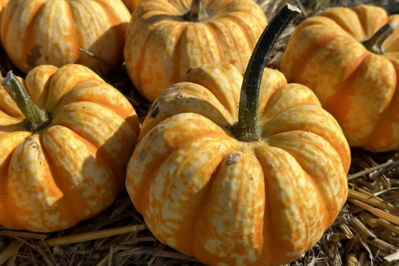 Uprawa dyni w Polsce