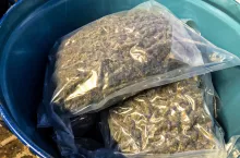 Marihuana w beczkach na koncentrat pomidorowy