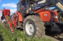 Zbiór selera kombajnem Sator