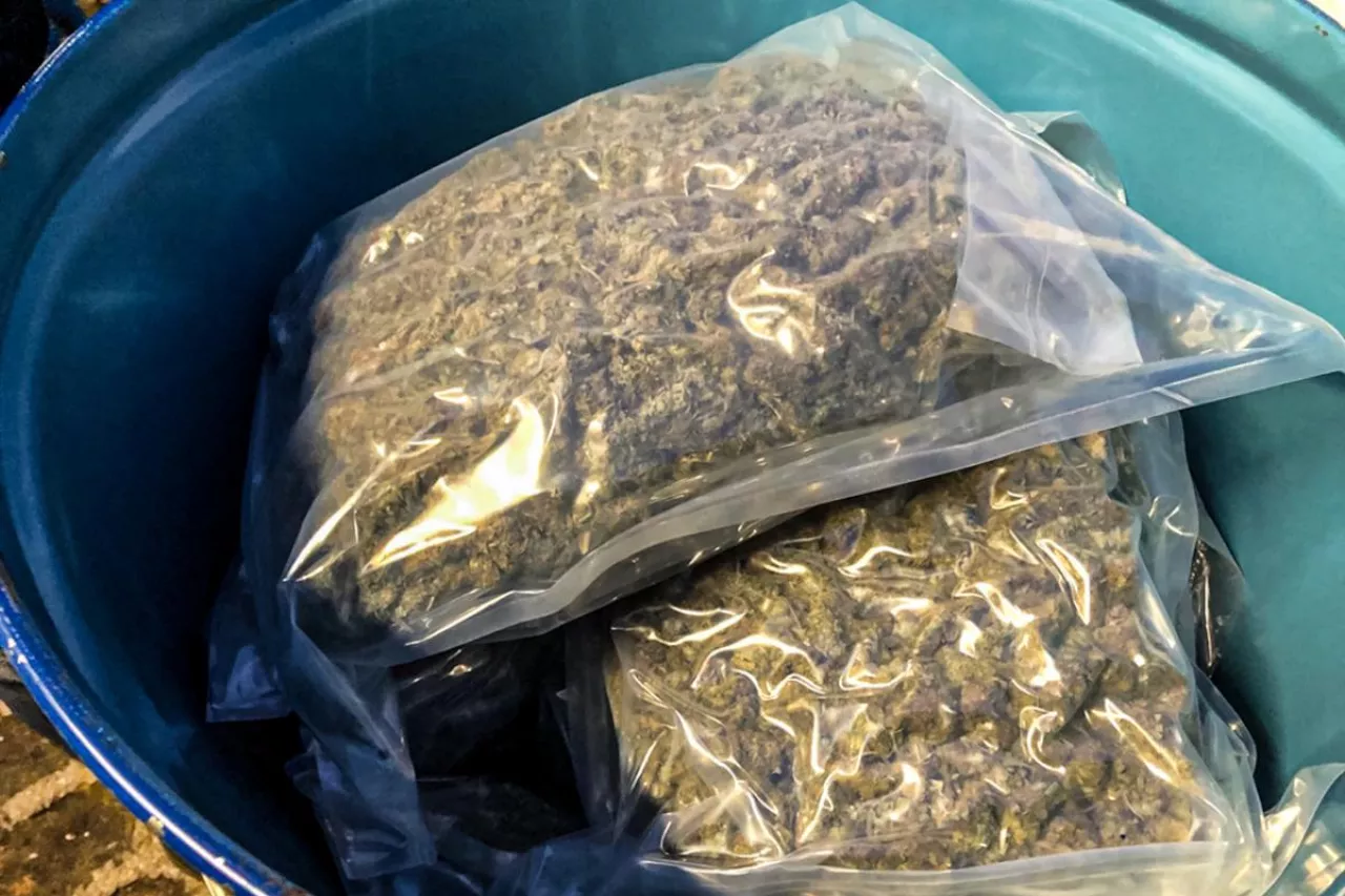 Marihuana w beczkach na koncentrat pomidorowy