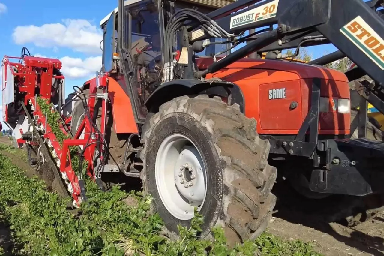 Zbiór selera kombajnem Sator