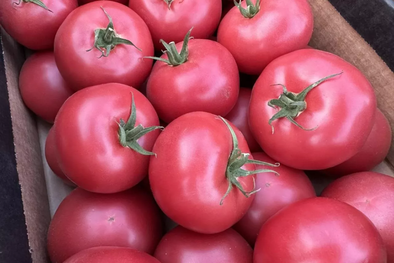 Krajowe pomidory w kartonach