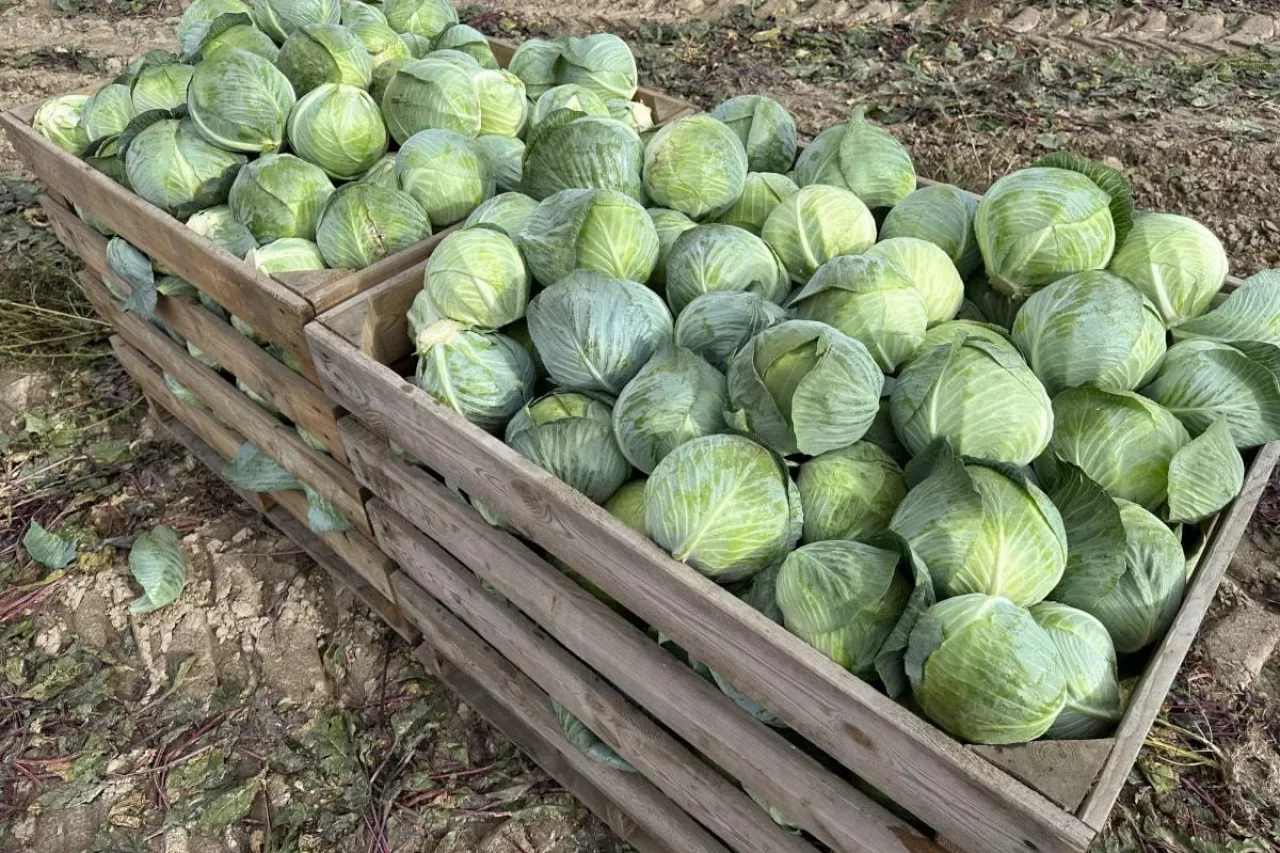 Kapusta po zbiorze mechanicznym