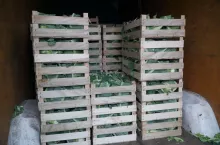 Kalafiory w skrzynkach Bronisze