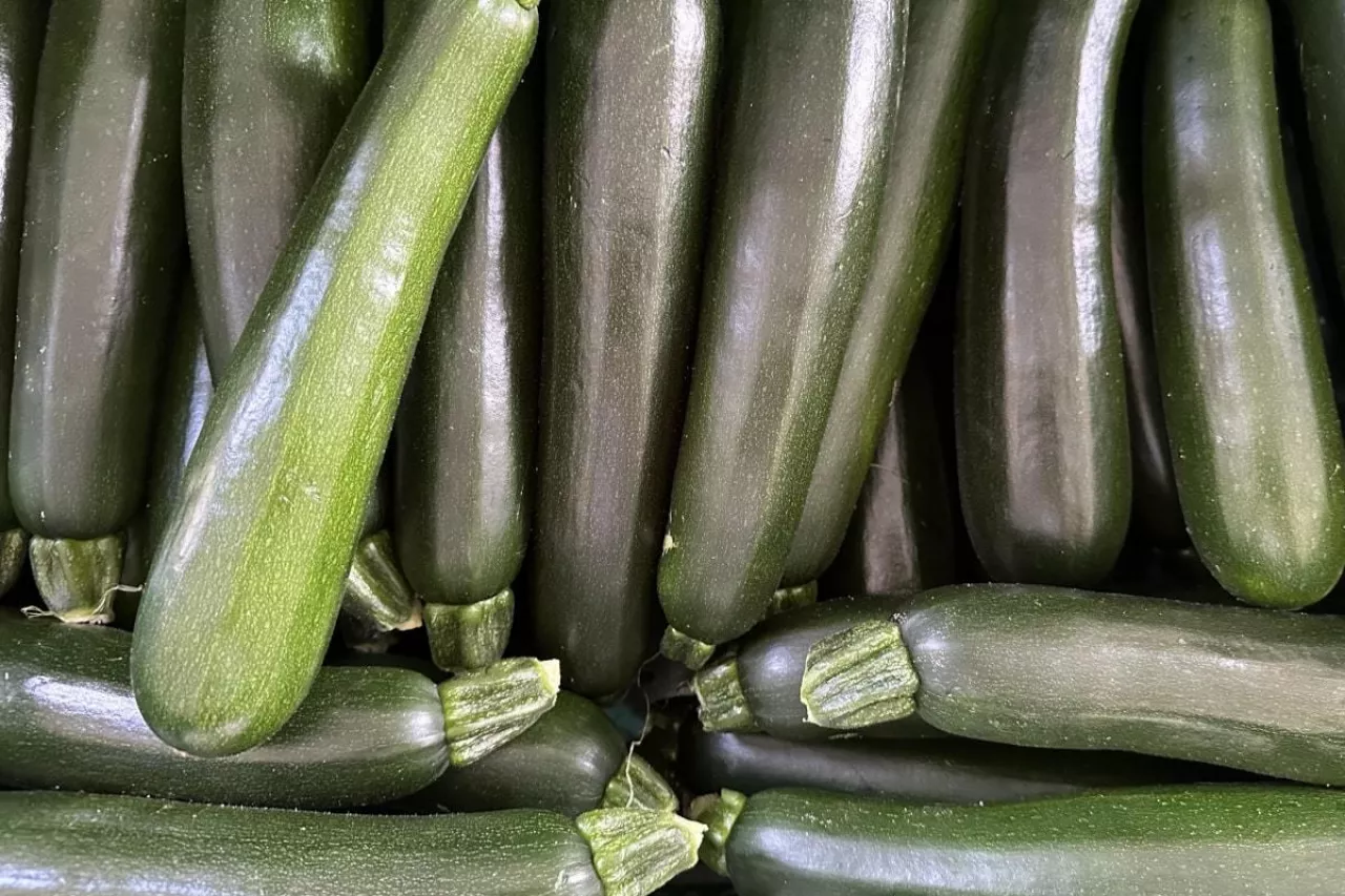 Polska cukinia w klatkach