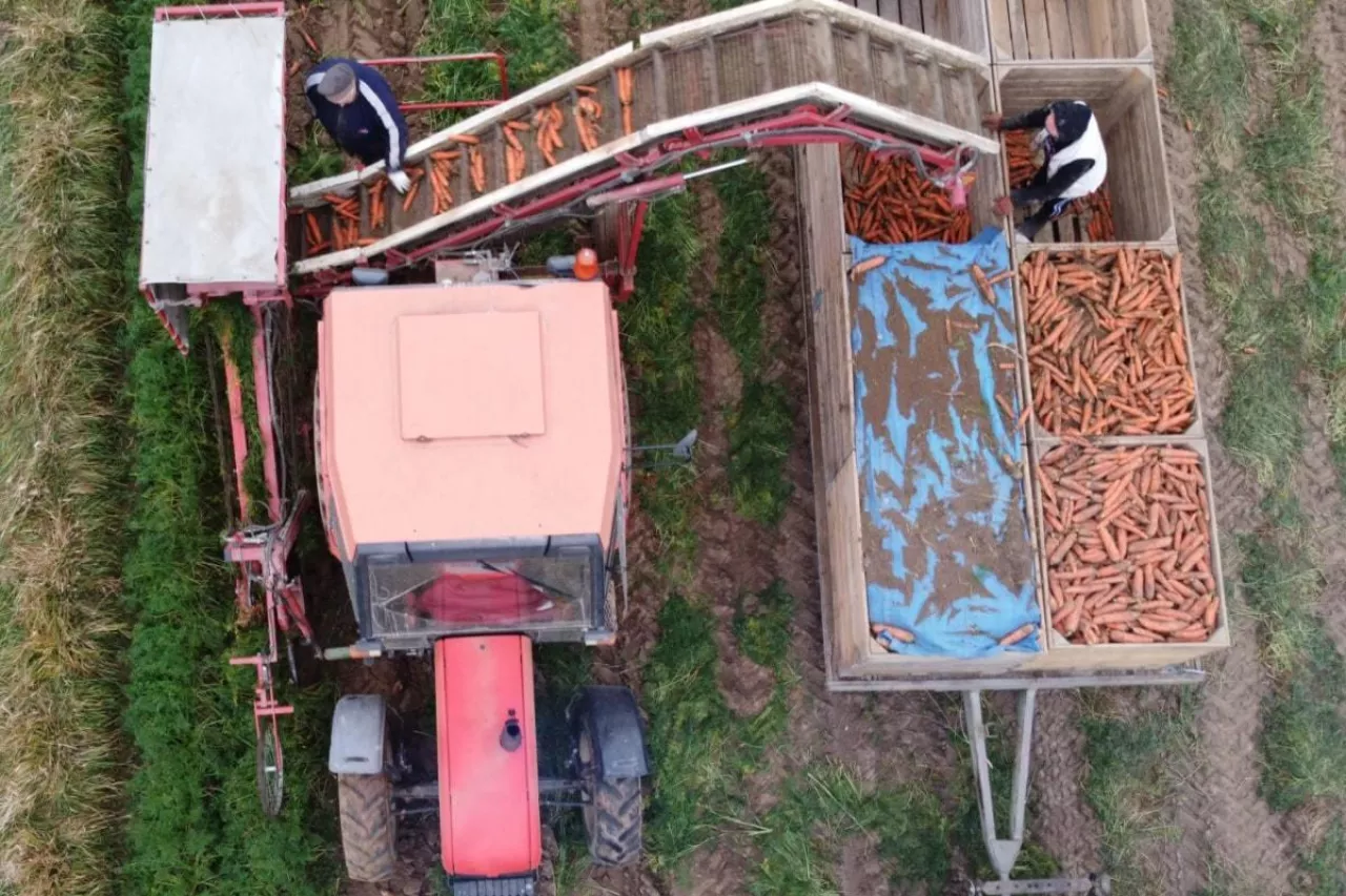 Kombajnowy zbiór marchwi