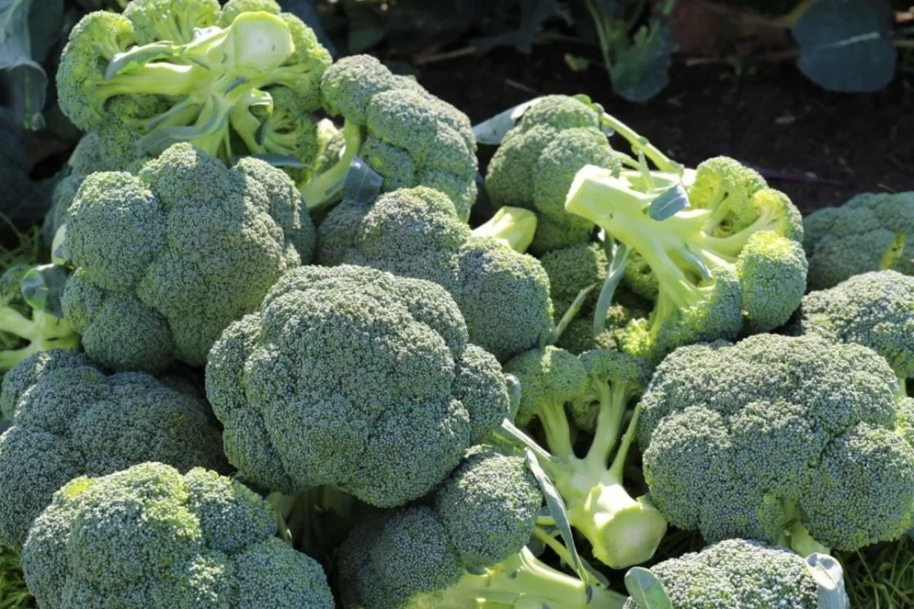 Uprawa brokułu