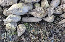 Niebezpieczne znalezisko na plantacji buraków