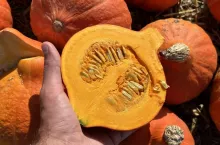 Dynia Hokkaido przekrój