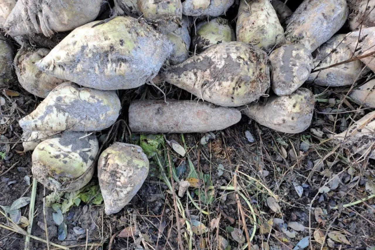 Niebezpieczne znalezisko na plantacji buraków