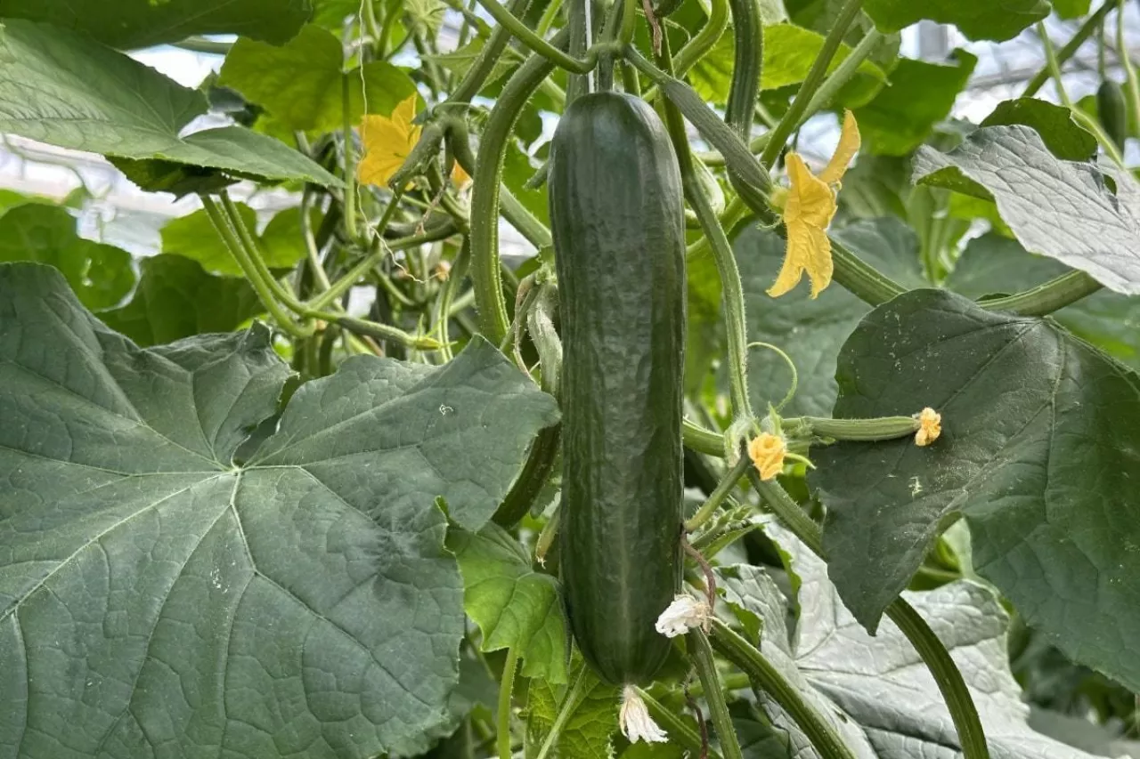 Uprawa ogórków w szklarni