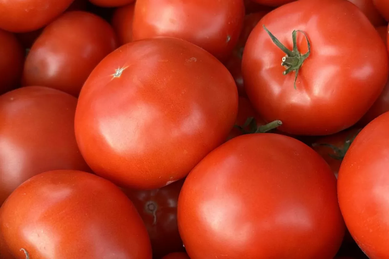 Pomidory karton