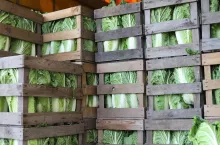 Kapusta pekińska w skrzynkach