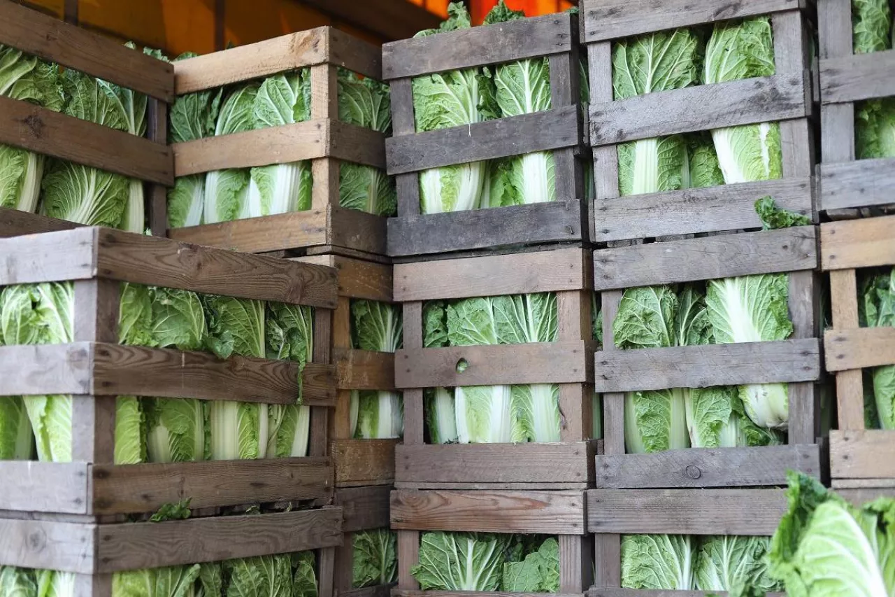 Kapusta pekińska w skrzynkach