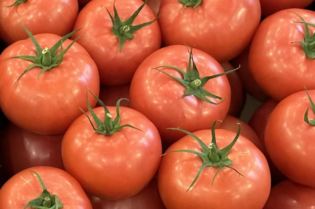 Krajowe pomidory