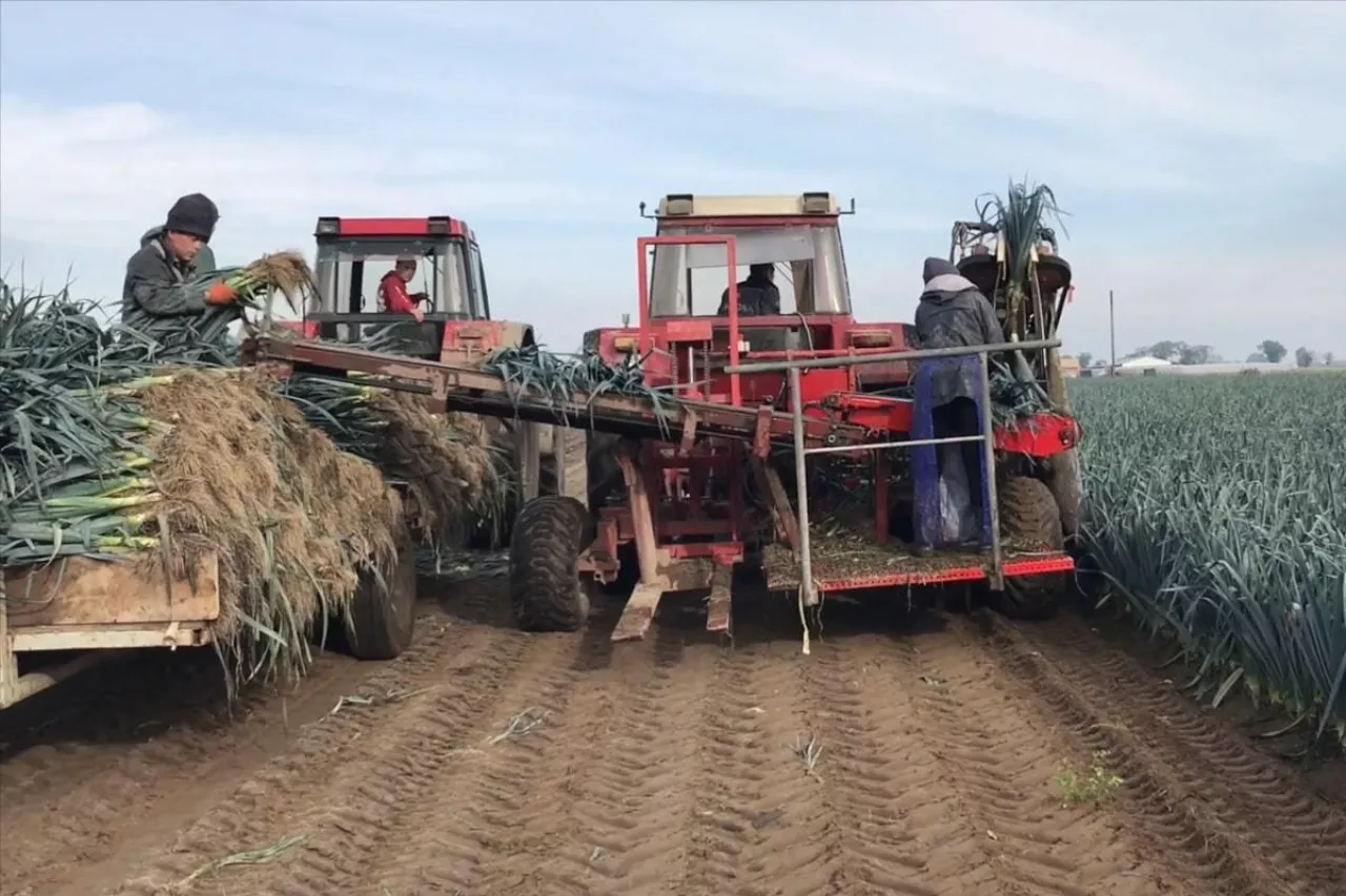 Zbiór pora/Firmowe Nunhems