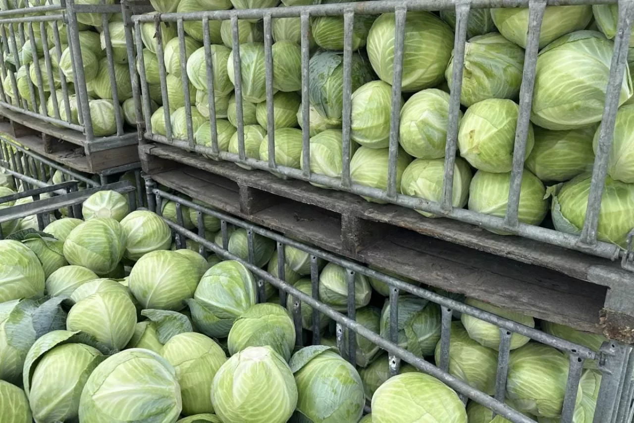Zbiór kapusty białej