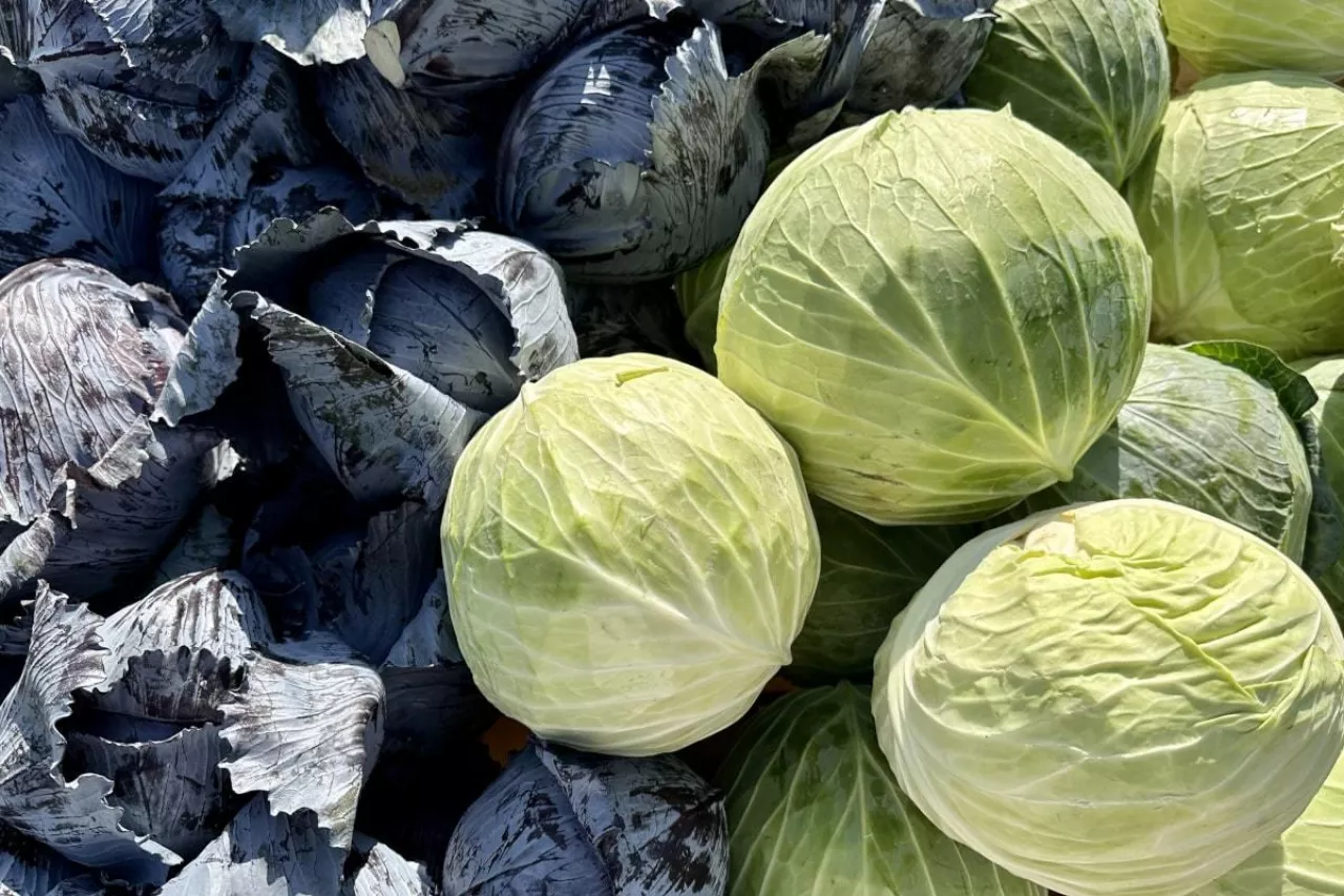 Kapusta czerwona i biała