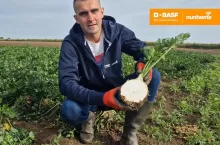 Seler korzeniowy Nunhems