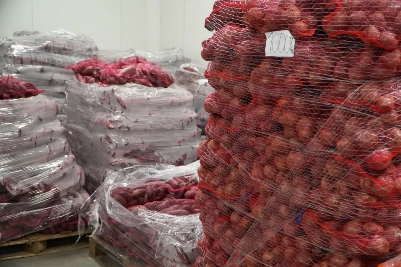 Buraki w workach paleta