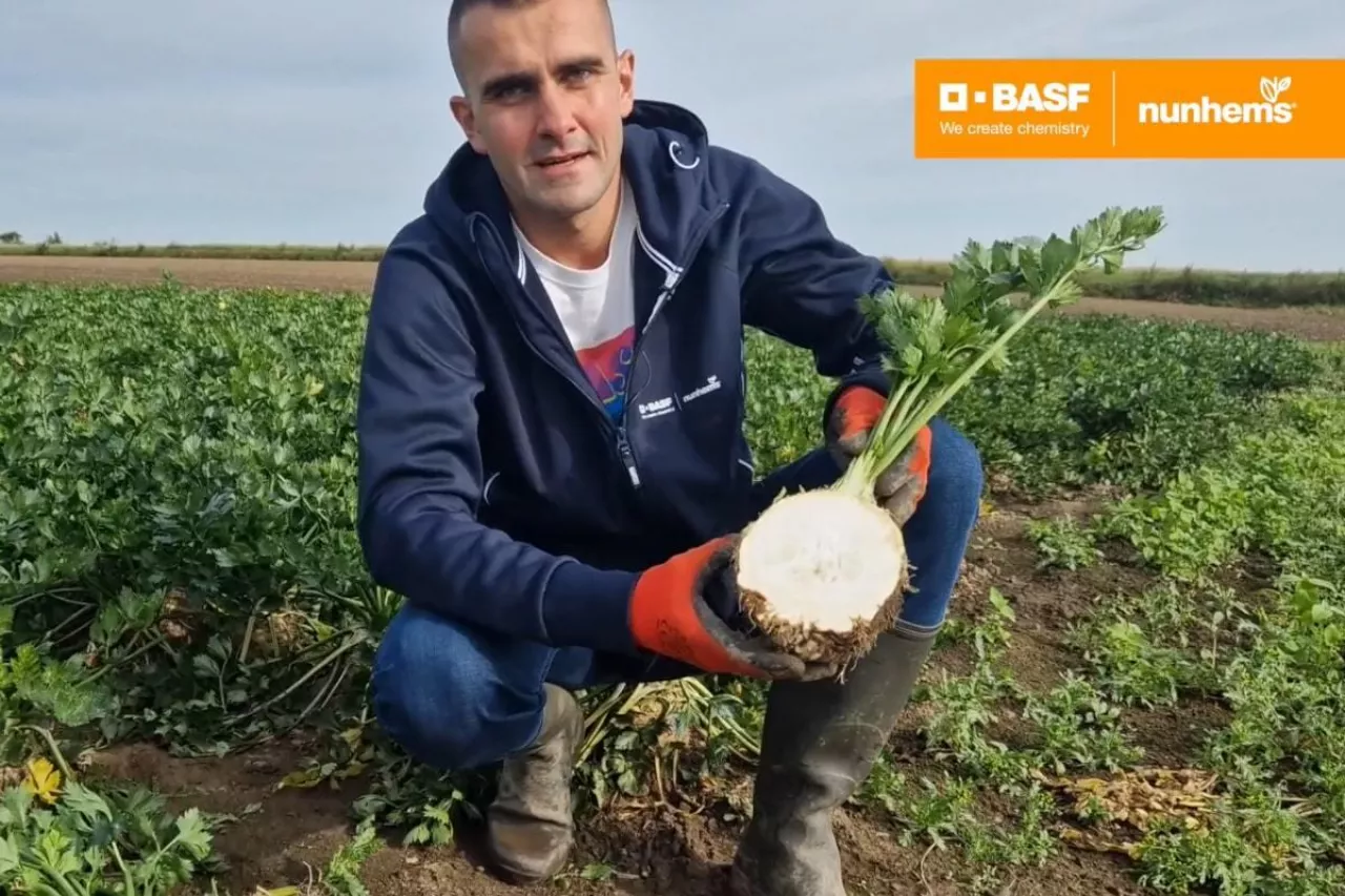 Seler korzeniowy Nunhems