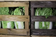 Kapusta pekińska w klatkach