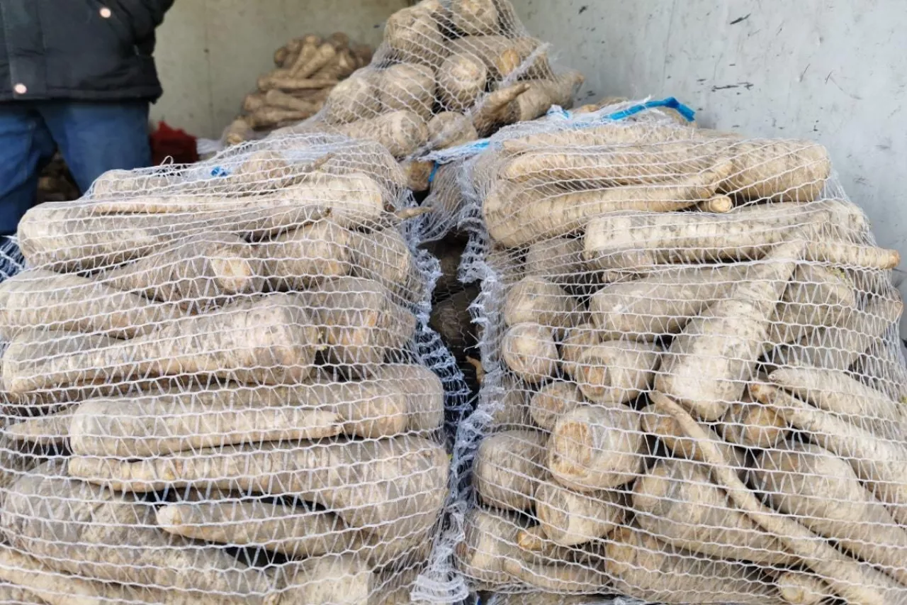 Pietruszka w workach Bronisze