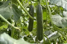 Ogórek szklarniowy
