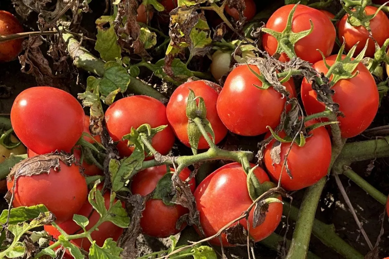 Pomidory do przetwórstwa