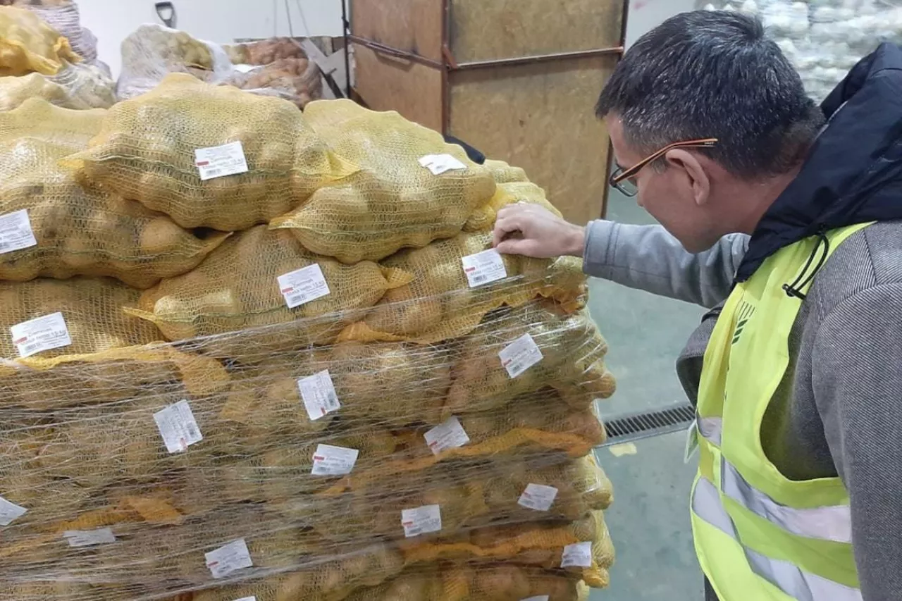 Kontrole ziemniaków PIORiN