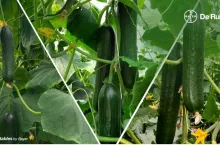 Ogórki szklarniowe De Ruiter