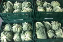 Kapusta w skrzynkach