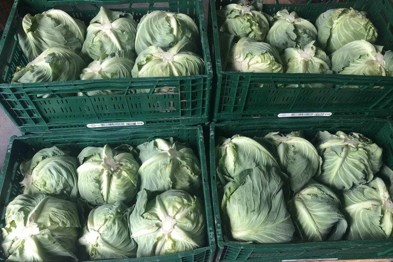 Kapusta w skrzynkach