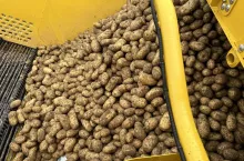 Zbiór ziemniaków kombajnem