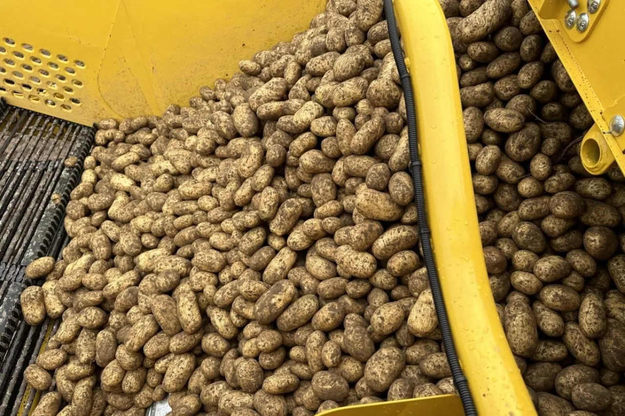 Zbiór ziemniaków kombajnem