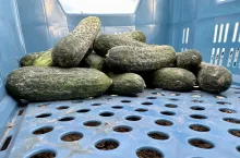 Ogórki do przetwórstwa