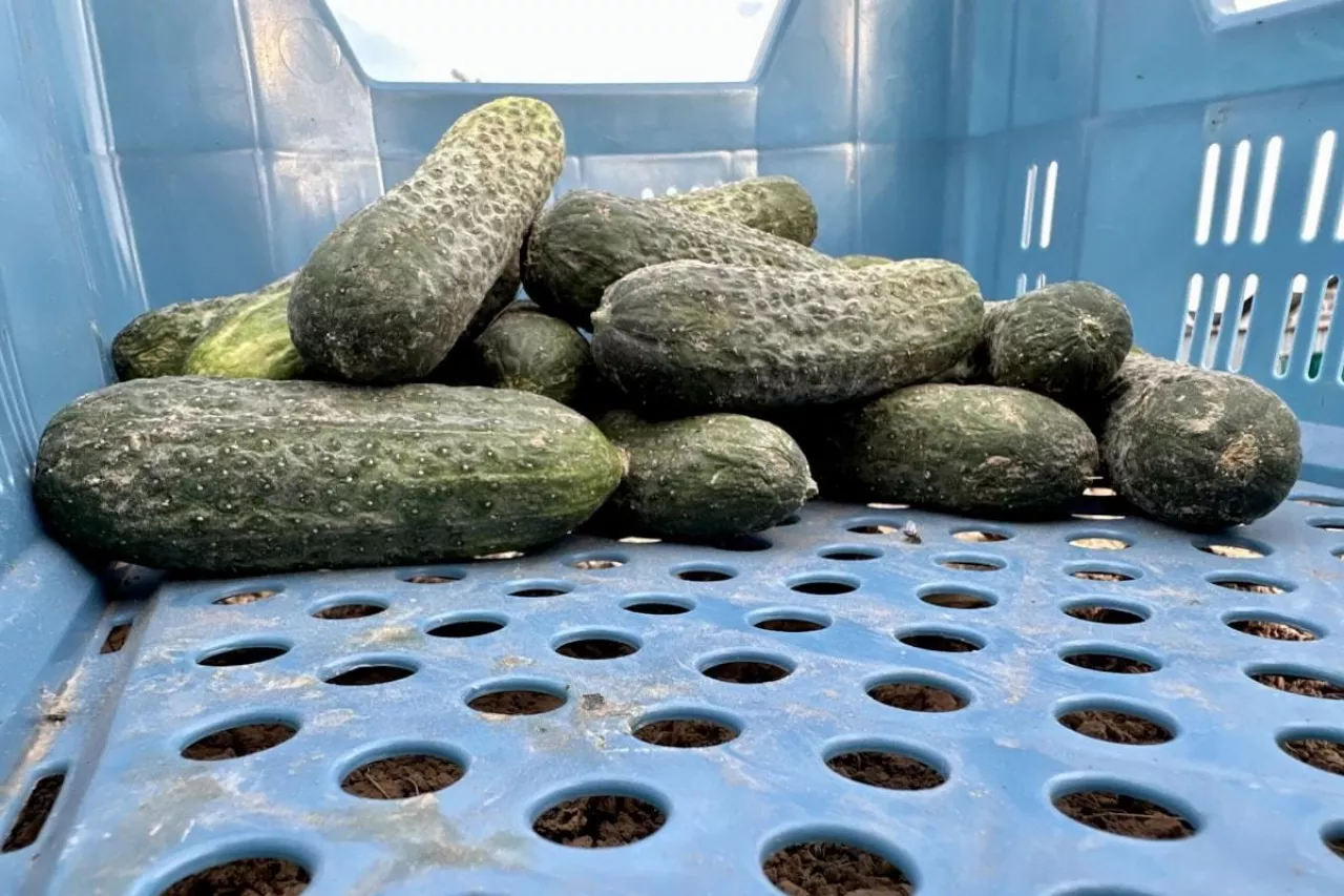 Ogórki do przetwórstwa