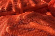 Marchew w workach Bronisze