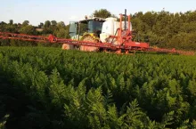 Opryskiwacz plantacja marchwi