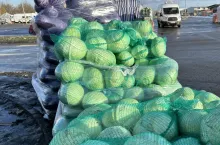 Kapusta w workach rynek Bronisze