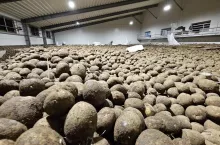 Przechowalnia ziemniaków