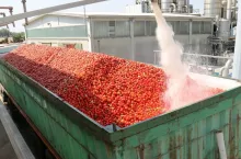 Pomidory przemysłowe