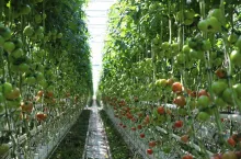 Pomidory szklarniowe