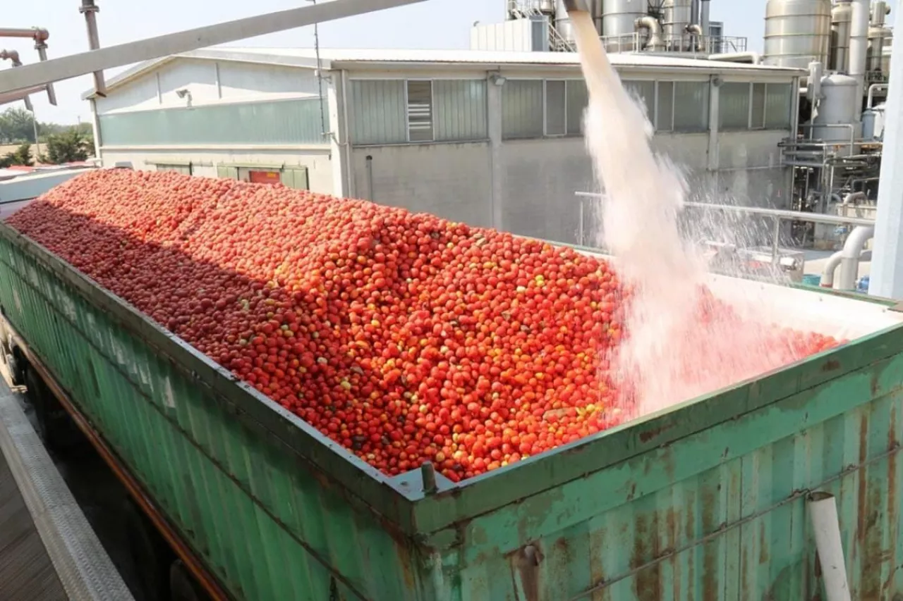 Pomidory przemysłowe