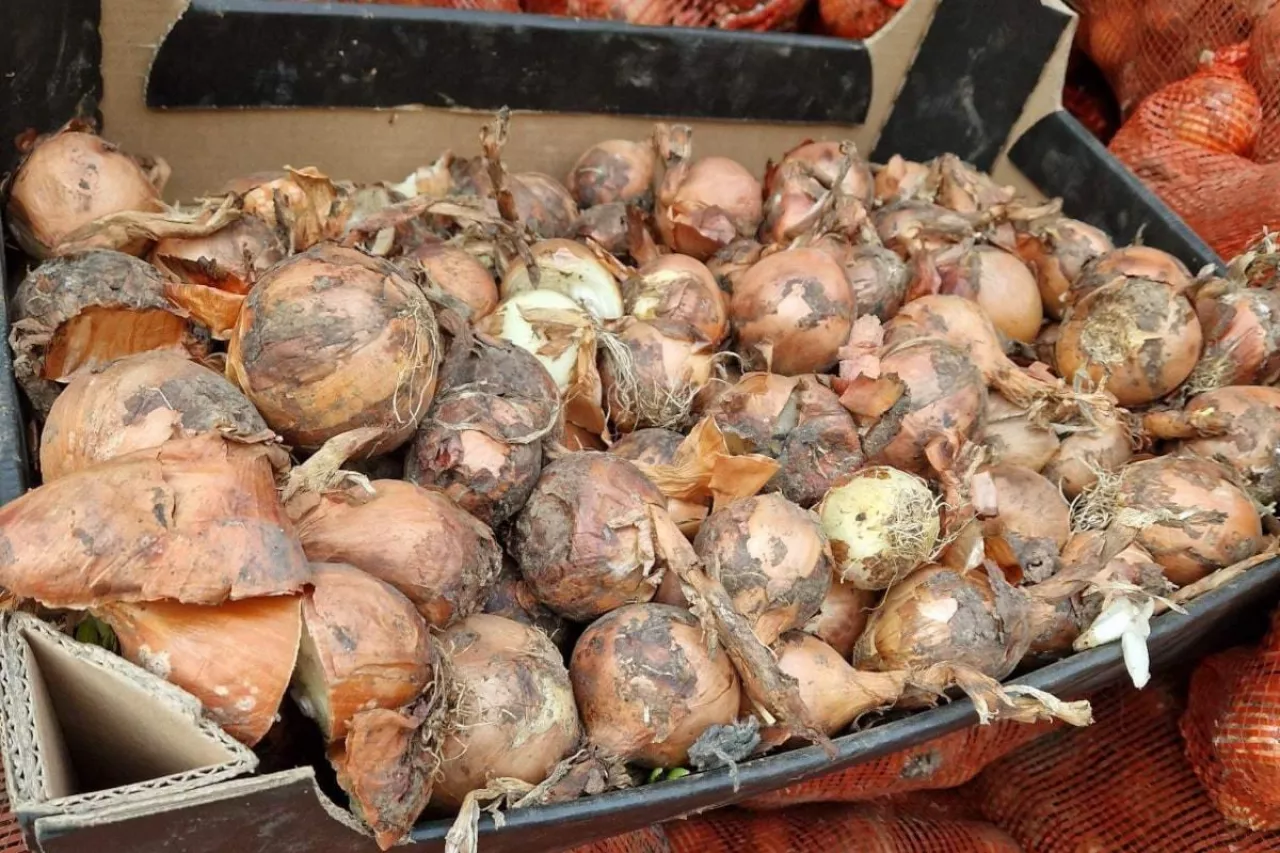 Cebula z Rosji. Zdjęcia wykonane w 2023 roku