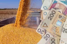 Dopłaty do kukurydzy: już 100 tys. rolników złożyło wnioski. Jakie są STAWKI?