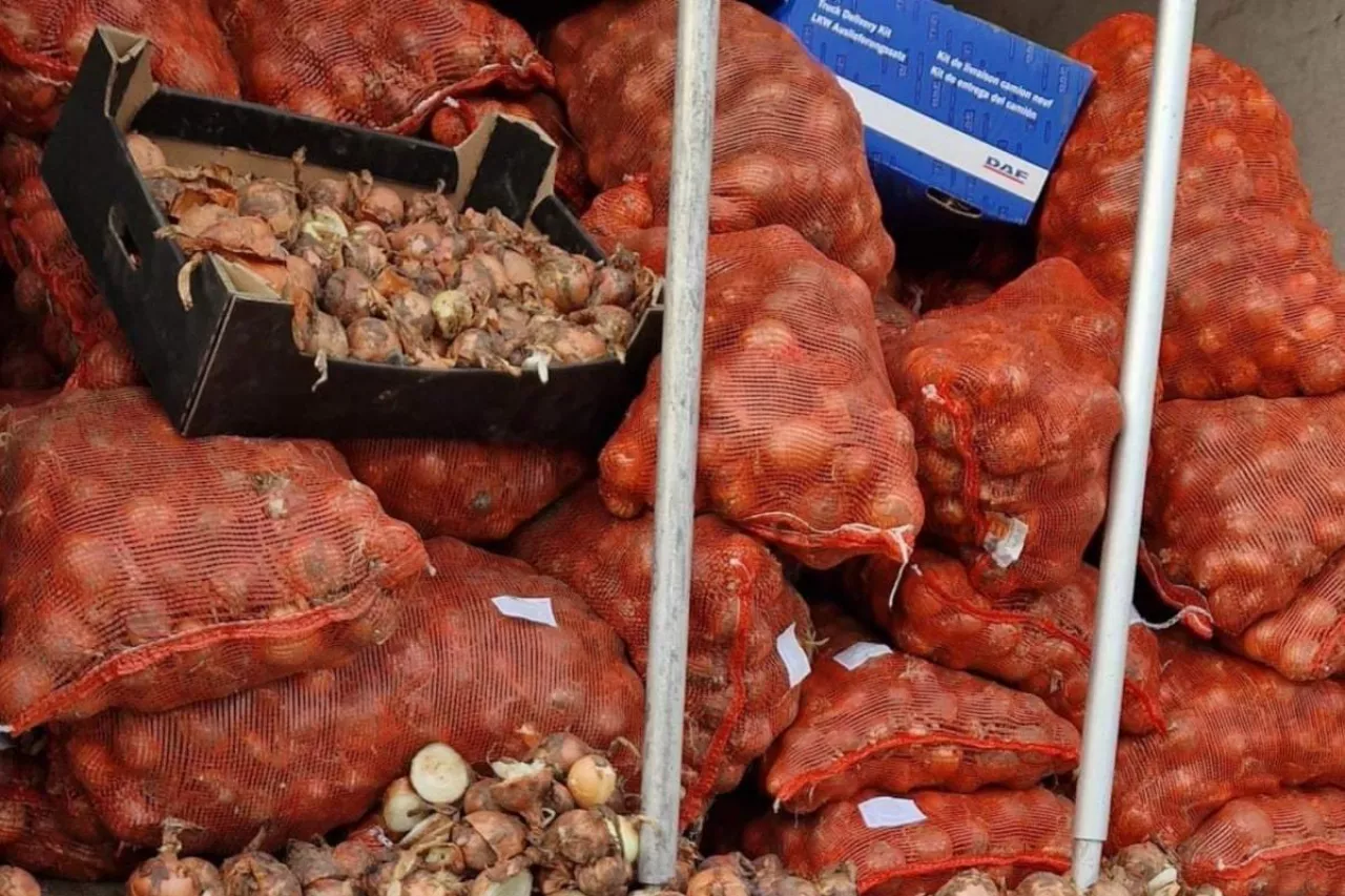 Cebula sprowadzana z Rosji